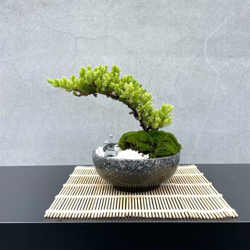 小品盆栽-日式庭院柏組合16 送禮 開幕