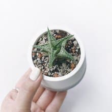 (現貨) 墨黑系列 | 第可蘆薈 圓形水泥多肉植栽