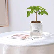 植栽 室內盆栽 進財樹