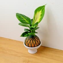 苔球植物 瑪莉安金綠苔球加磨砂高腳缽 苔球 苔玉 禮物 送禮