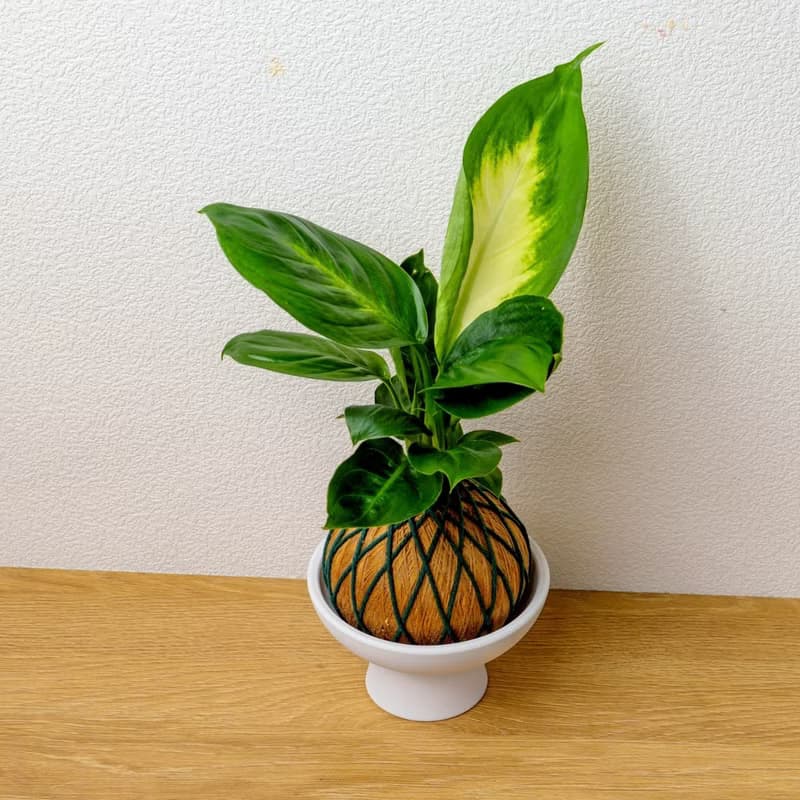 苔球植物 瑪莉安金綠苔球加磨砂高腳缽 苔球 苔玉 禮物 送禮