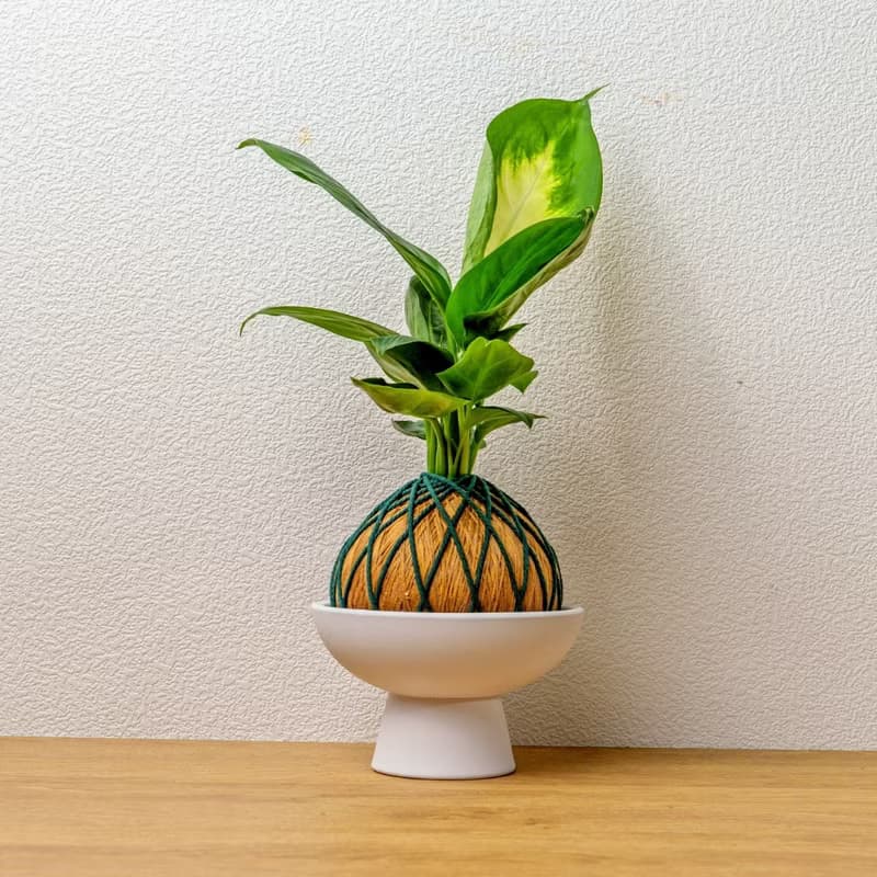 苔球植物 瑪莉安金綠苔球加磨砂高腳缽 苔球 苔玉 禮物 送禮