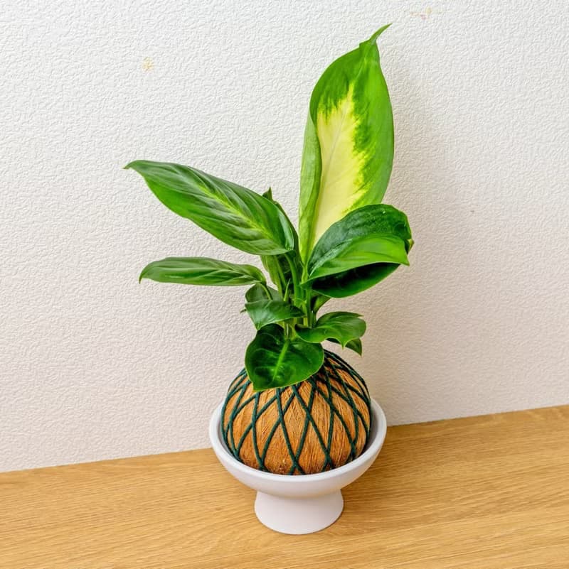 苔球植物 瑪莉安金綠苔球加磨砂高腳缽 苔球 苔玉 禮物 送禮