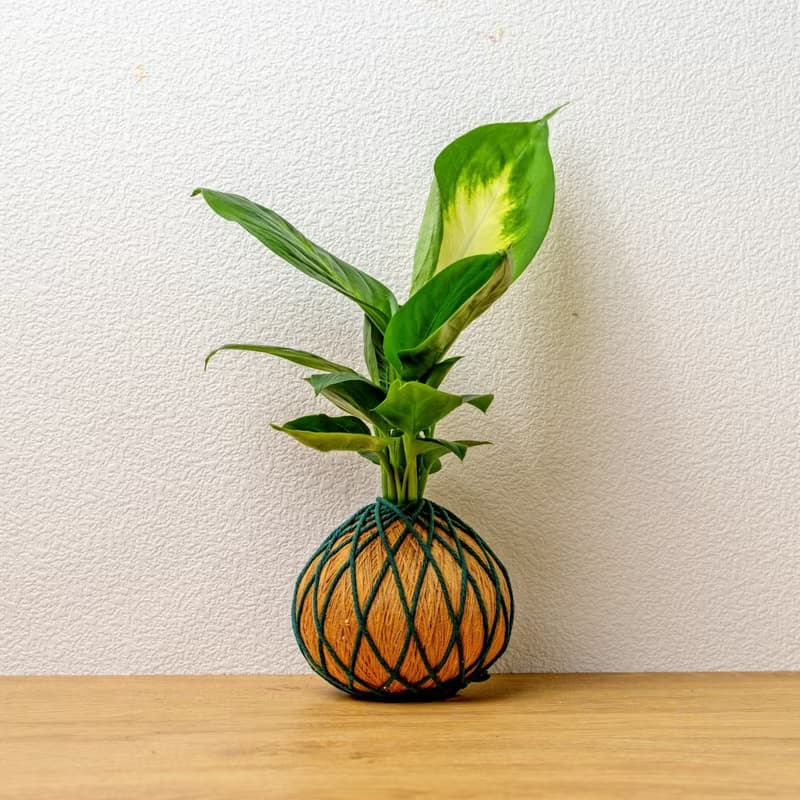 苔球植物 瑪莉安金綠苔球加磨砂高腳缽 苔球 苔玉 禮物 送禮