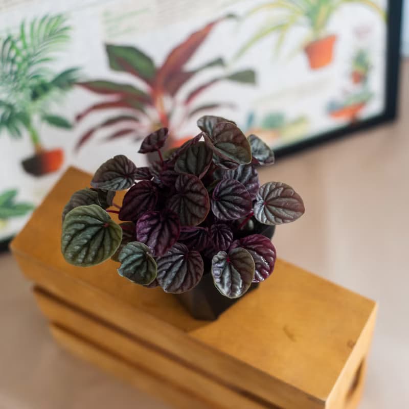 皺葉椒草 | 耐陰植栽 | 居家佈置 | 辦公室盆栽