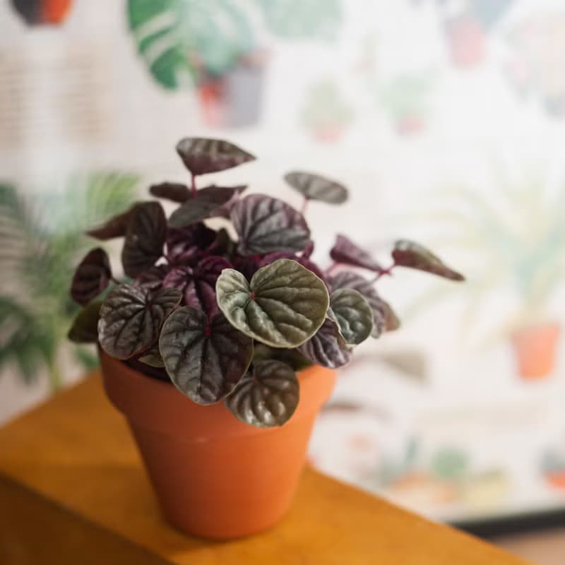 皺葉椒草 | 耐陰植栽 | 居家佈置 | 辦公室盆栽