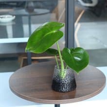 水培植栽│2024慶新年 小龜背芋_室內植物 辦公室盆栽 植栽盆栽
