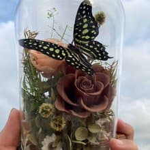 蝴蝶標本玻璃盅/ 綠斑鳳蝶/七夕情人節/父親節禮物/生態瓶