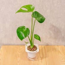 龜背芋 免澆水方形盆栽 室內植物 觀葉植物 禮物 盆栽 辦公室小物