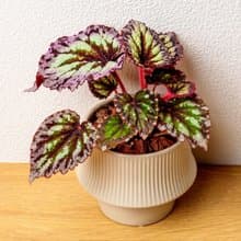 煙火海棠 現代感直線陶瓷盆米白色 桌上型盆栽 觀葉植物 禮物