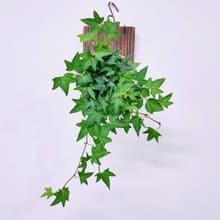 蔓綠常春藤苔球│板植│室內植物│窗邊植物│觀葉植物