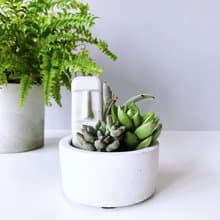 圓盆小森林-多肉植物組合水泥盆栽 送摩艾公仔.