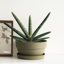巨佛手虎尾蘭寬大植栽 (配Campana寬矮盆)