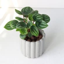 植栽 盆栽 l 西瓜皮椒草 手指餅乾水泥盆  療癒可愛西瓜皮  散光