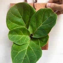 【琴葉榕】植物上板 交換禮物 生日禮物 觀葉植物 室內植物