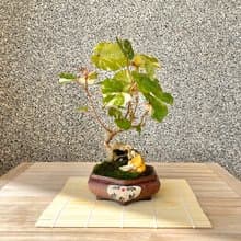 小品盆栽-斑葉黃槿 盆景 送禮