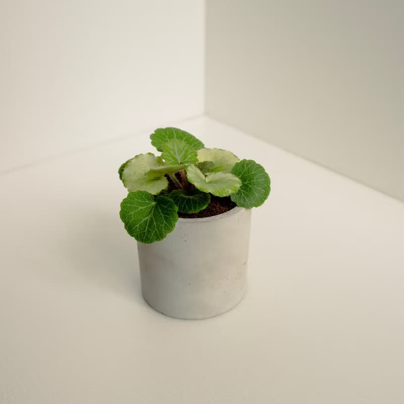七變化虎耳草│泥作系列│福所栽
