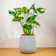 龜背芋細灰條紋水泥盆栽 室內植物 開幕盆栽推薦
