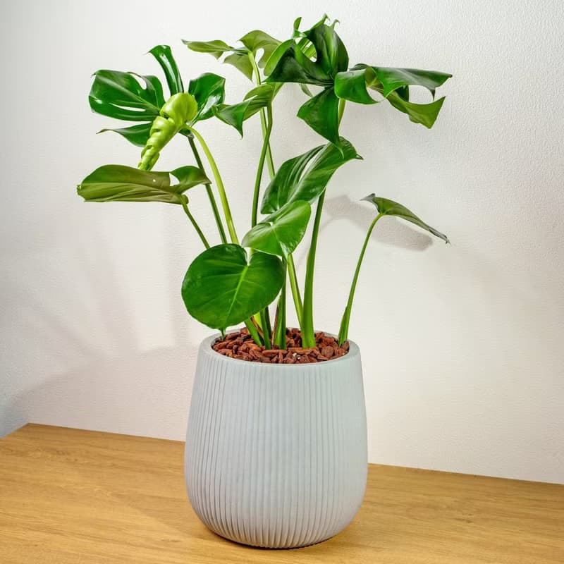 龜背芋細灰條紋水泥盆栽 室內植物 開幕盆栽推薦