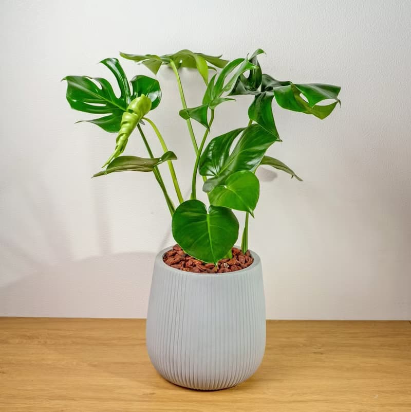 龜背芋細灰條紋水泥盆栽 室內植物 開幕盆栽推薦