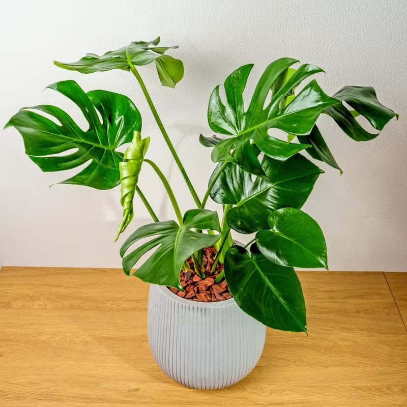 龜背芋細灰條紋水泥盆栽 室內植物 開幕盆栽推薦