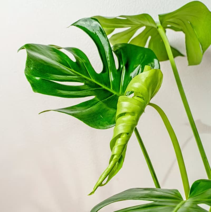 龜背芋細灰條紋水泥盆栽 室內植物 開幕盆栽推薦