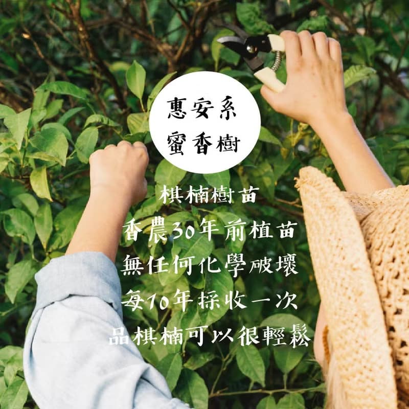 【蟲漏重油款】天然大王棋楠沉香單圈手串7-9mm