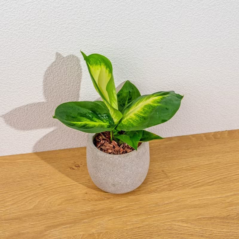 瑪莉安黛粉葉 桌上型水泥盆栽 觀葉植物 禮物 盆栽 交換禮物