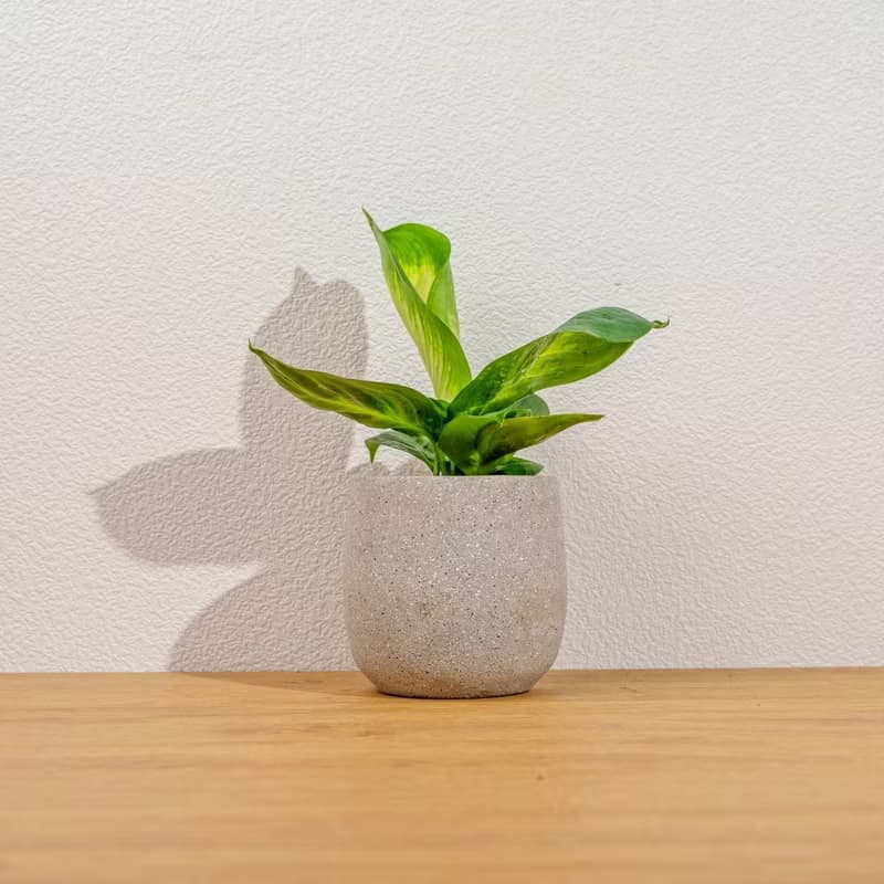 瑪莉安黛粉葉 桌上型水泥盆栽 觀葉植物 禮物 盆栽 交換禮物