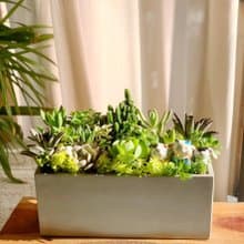 【招財首選】招財貓水泥多肉組盆-大長方形.新居落成.升官喬遷