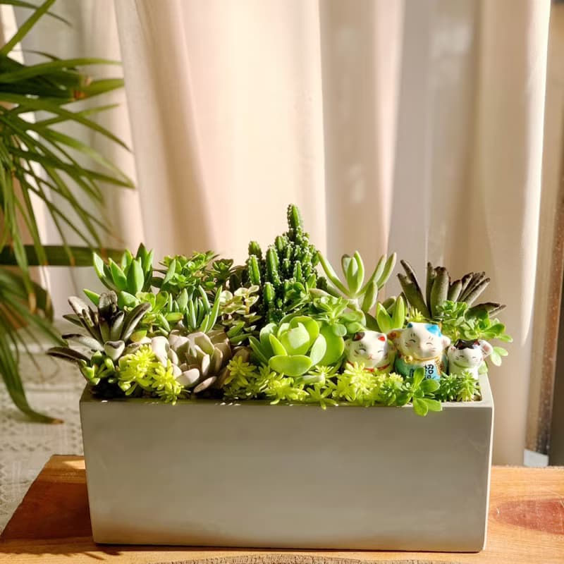 【招財首選】招財貓水泥多肉組盆-大長方形.新居落成.升官喬遷