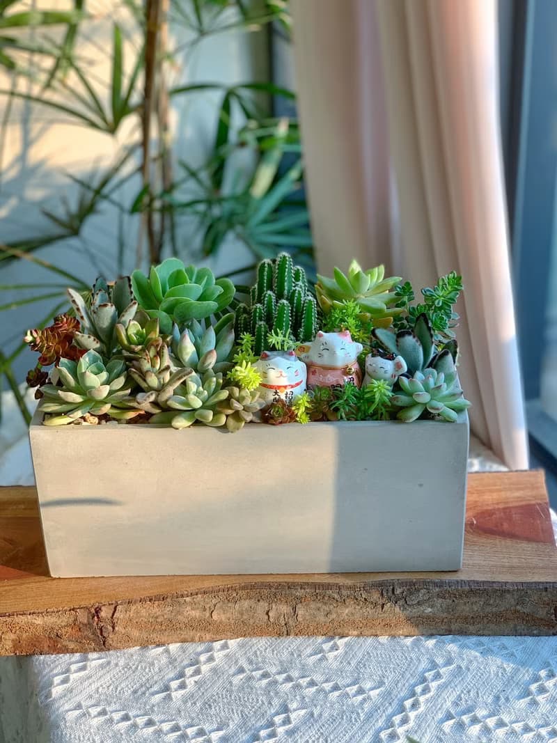 【招財首選】招財貓水泥多肉組盆-大長方形.新居落成.升官喬遷