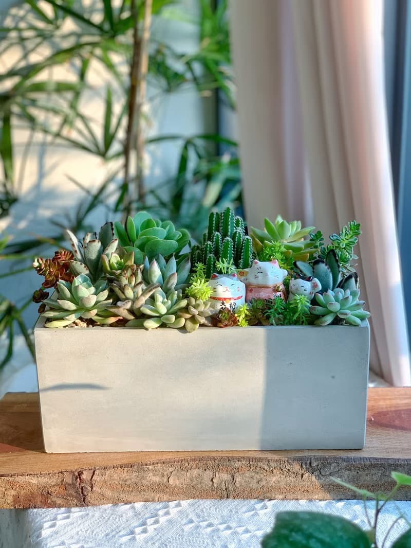 【招財首選】招財貓水泥多肉組盆-大長方形.新居落成.升官喬遷