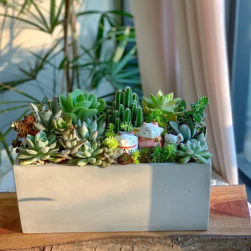 【招財首選】招財貓水泥多肉組盆-大長方形.新居落成.升官喬遷