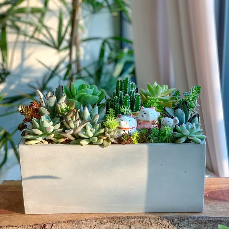 【招財首選】招財貓水泥多肉組盆-大長方形.新居落成.升官喬遷