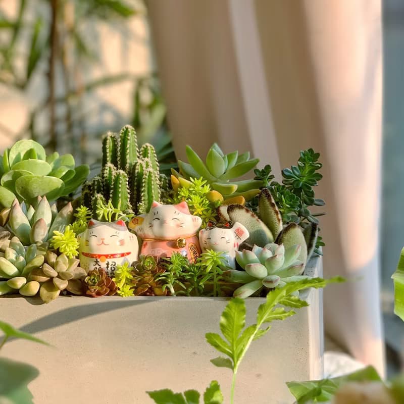 【招財首選】招財貓水泥多肉組盆-大長方形.新居落成.升官喬遷