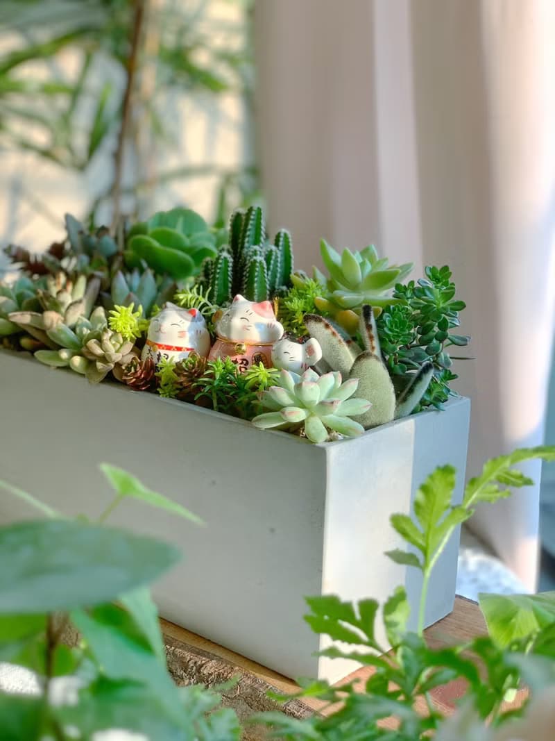 【招財首選】招財貓水泥多肉組盆-大長方形.新居落成.升官喬遷