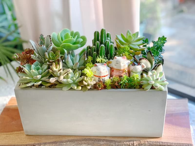 【招財首選】招財貓水泥多肉組盆-大長方形.新居落成.升官喬遷