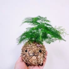 創意苔球│文竹│室內植物│窗邊植物│觀葉植物