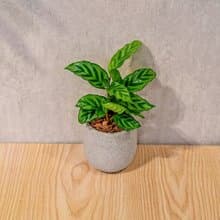 翠葉竹芋 桌上型水泥盆栽 觀葉植物 禮物 盆栽 交換禮物