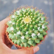 【荳荳多肉】【金洋丸】喬遷│送禮│升遷│多肉植物