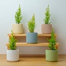 香冠柏植物 莫蘭迪色系直紋陶盆 室內植物 觀葉植物 禮物 盆栽