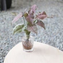 水培植栽 l 粉紅佳人_室內植物 透明蜂窩圖形玻璃瓶器