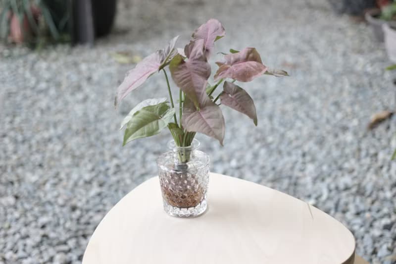 水培植栽 l 粉紅佳人_室內植物 透明蜂窩圖形玻璃瓶器