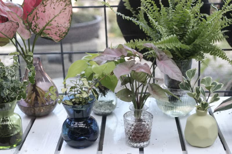 水培植栽 l 粉紅佳人_室內植物 透明蜂窩圖形玻璃瓶器