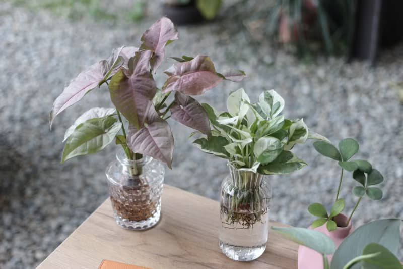 水培植栽 l 粉紅佳人_室內植物 透明蜂窩圖形玻璃瓶器