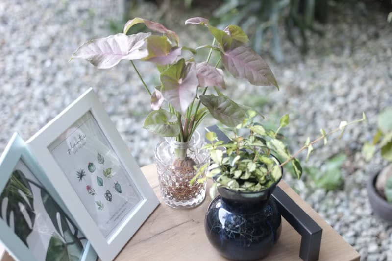 水培植栽 l 粉紅佳人_室內植物 透明蜂窩圖形玻璃瓶器