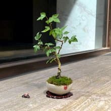 日本宗像一蒼鉢∣銀楓迷你盆栽 茶道風格