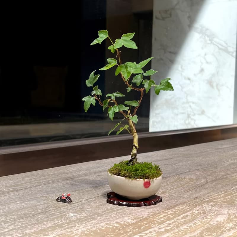 日本宗像一蒼鉢∣銀楓迷你盆栽 茶道風格