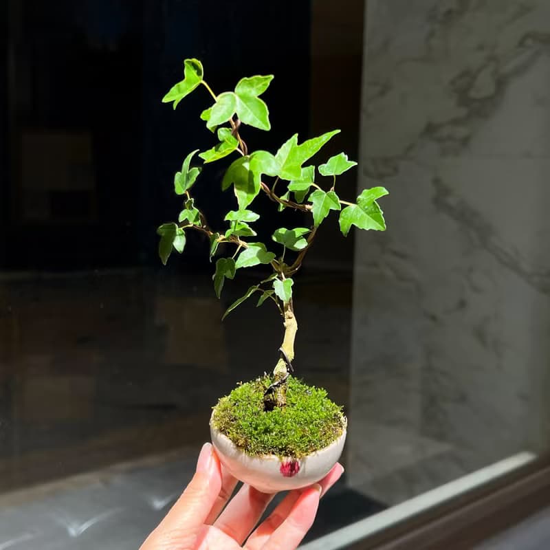 日本宗像一蒼鉢∣銀楓迷你盆栽 茶道風格